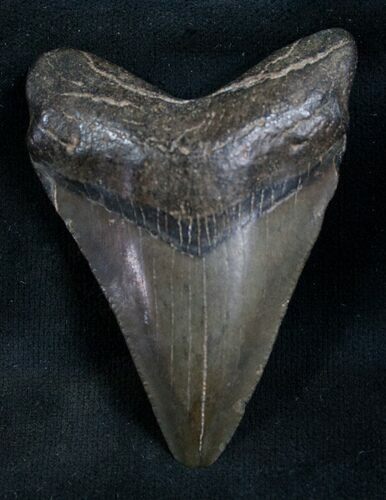 Nice Megalodon Tooth #8189